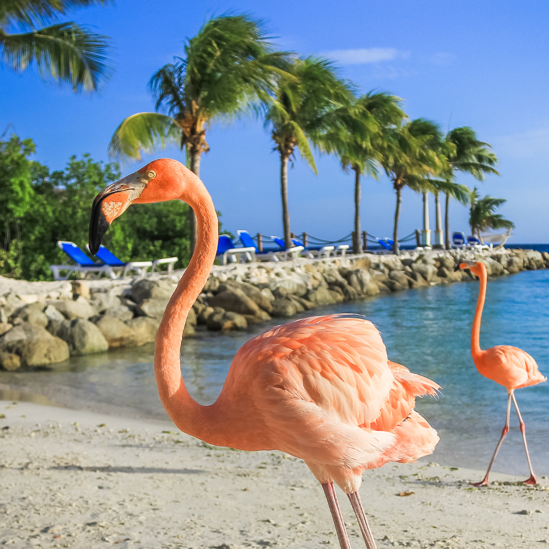 Island Hopping: Exploring Jamaica's Neighboring Gems