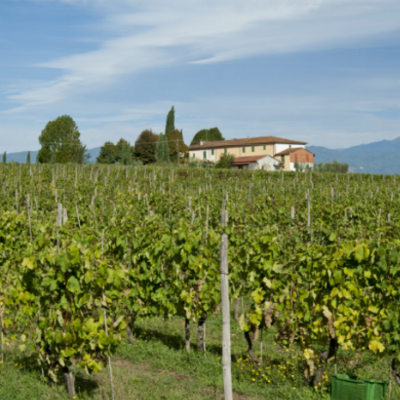 Rubattorno Winery Review | Exploring Chianti Montalbano