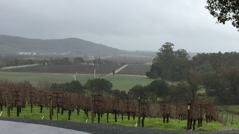  Front vineyard in Stags Leap District. 