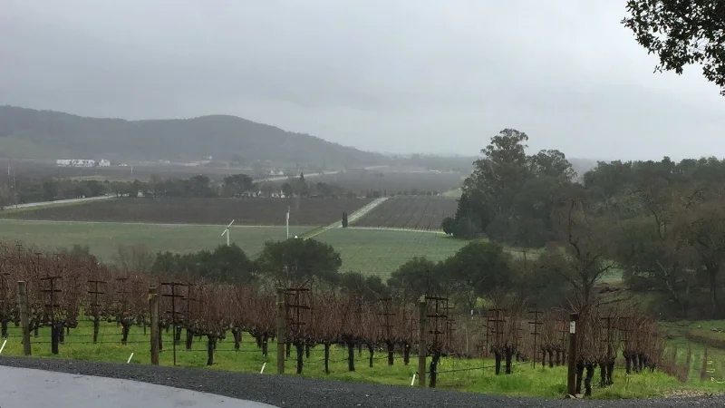 Front vineyard in Stags Leap District.