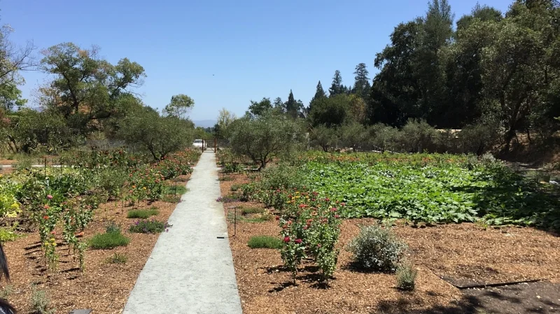 Garden planted full of vegetables and olive trees.