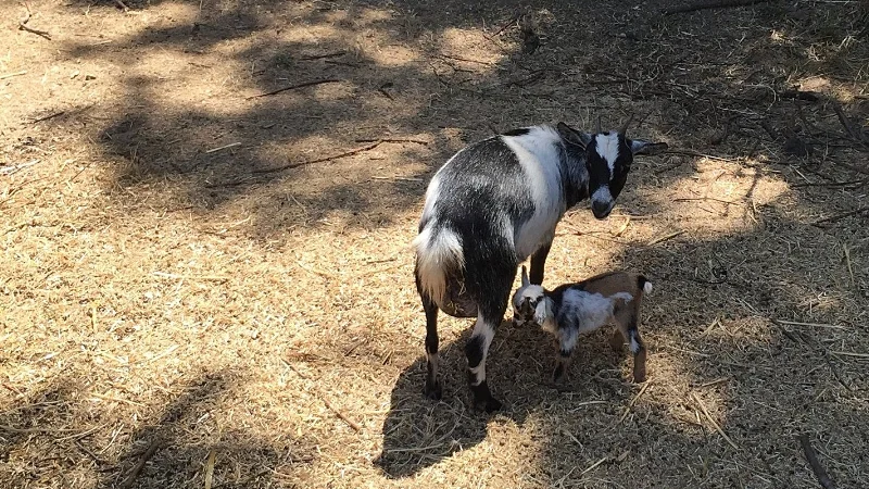 When we visited here in August 2016, these kids were born the day before!