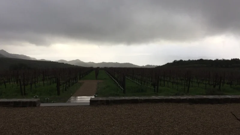 Slight break from the fog up at Continuum Estate.