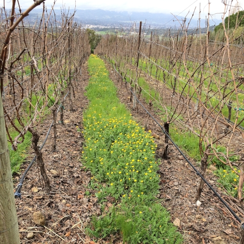  Rows in the Scalon Vineyard in Coombsville. 