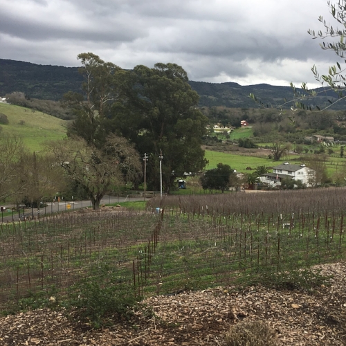  Front vineyard on the property. Tons of land around this estate, but not many vineyards! 