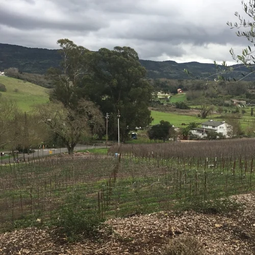 Front vineyard on the property. Tons of land around this estate, but not many vineyards!