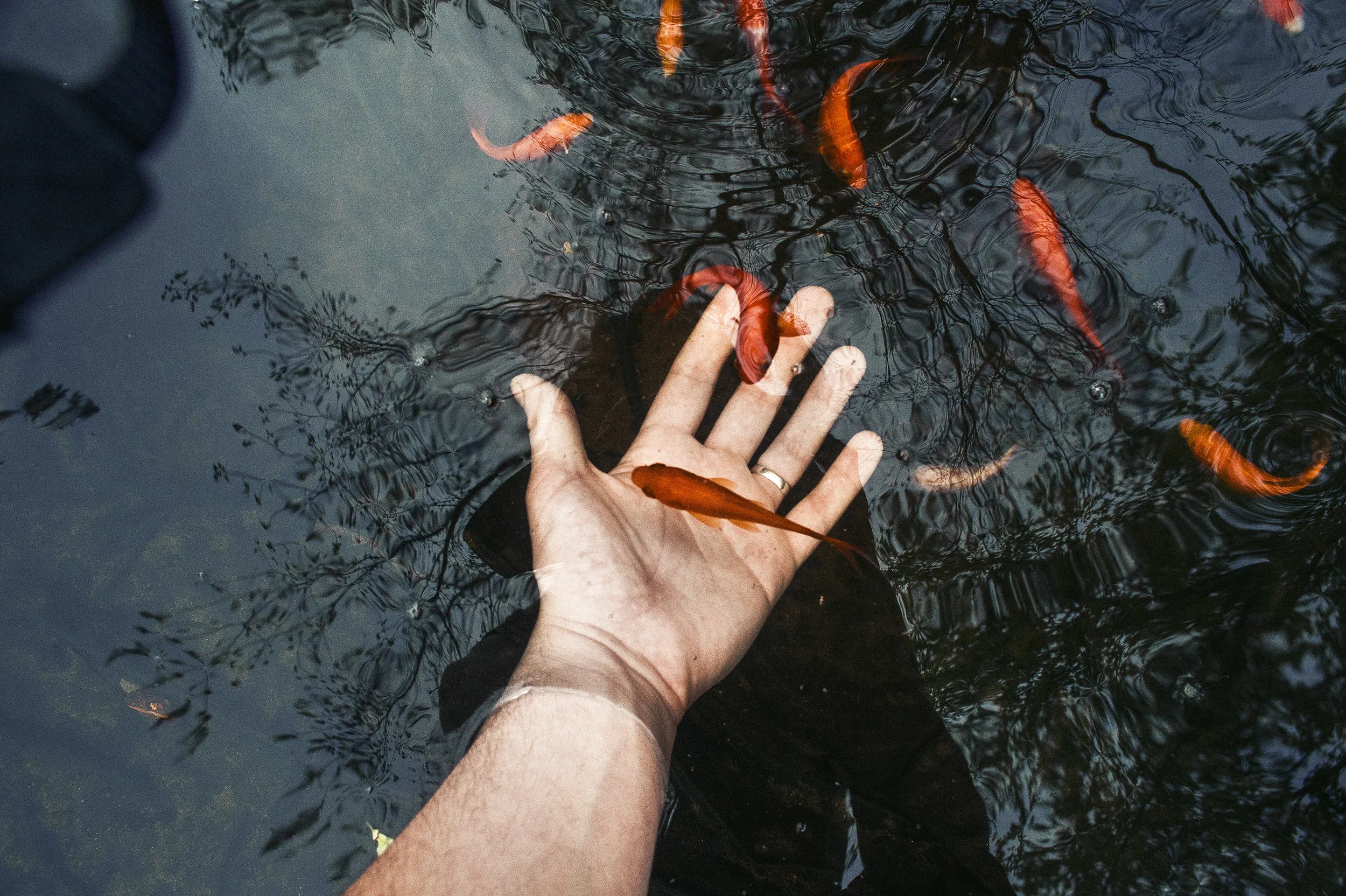 golden-fish_14031782377_o.jpg