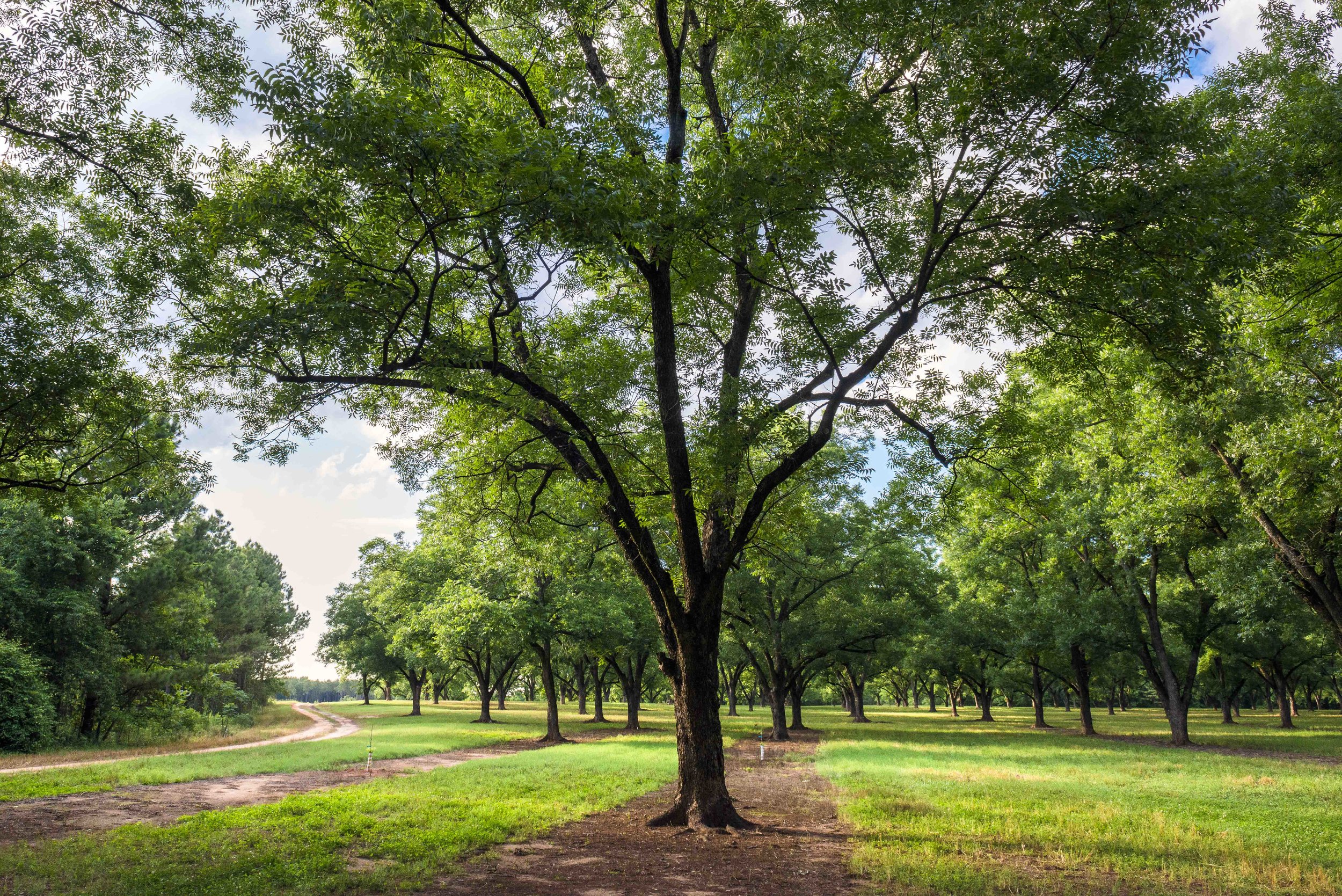 20150604-Tree Ripe Citrus Co Peach Project Paul Oemig Photography Lo-Res-20150604_Tree Ripe__DSC7001-30.jpg