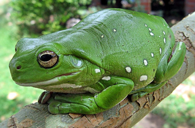 finger-coral-tree-frog-running-frog-frog-anuran-78784.jpeg