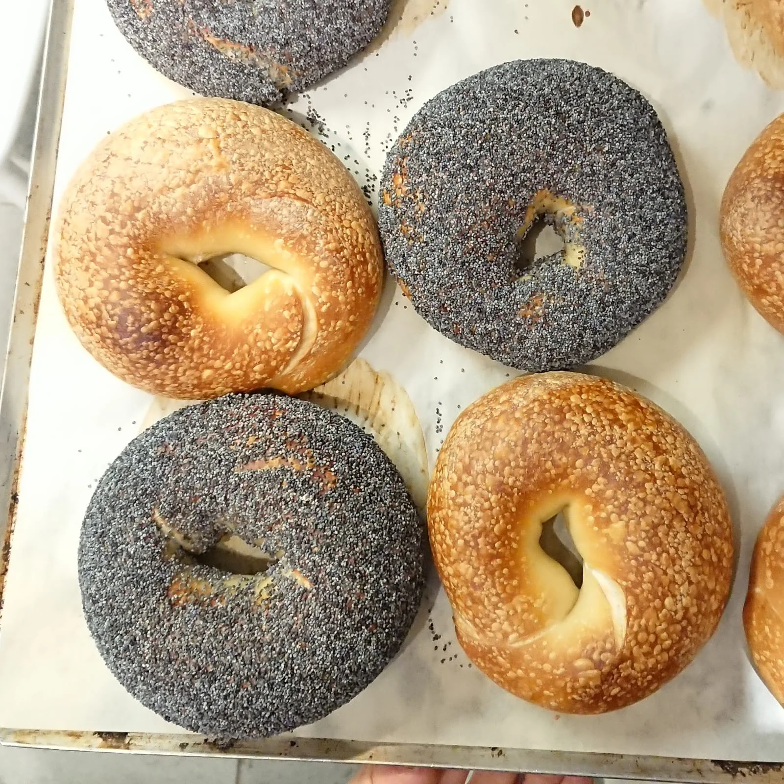 bagel