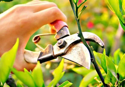 Pruning.jpg
