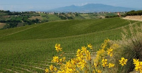 Vigneto Marche.jpg