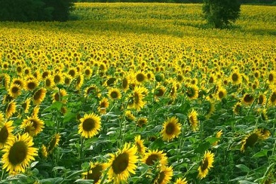 girasoli.jpg