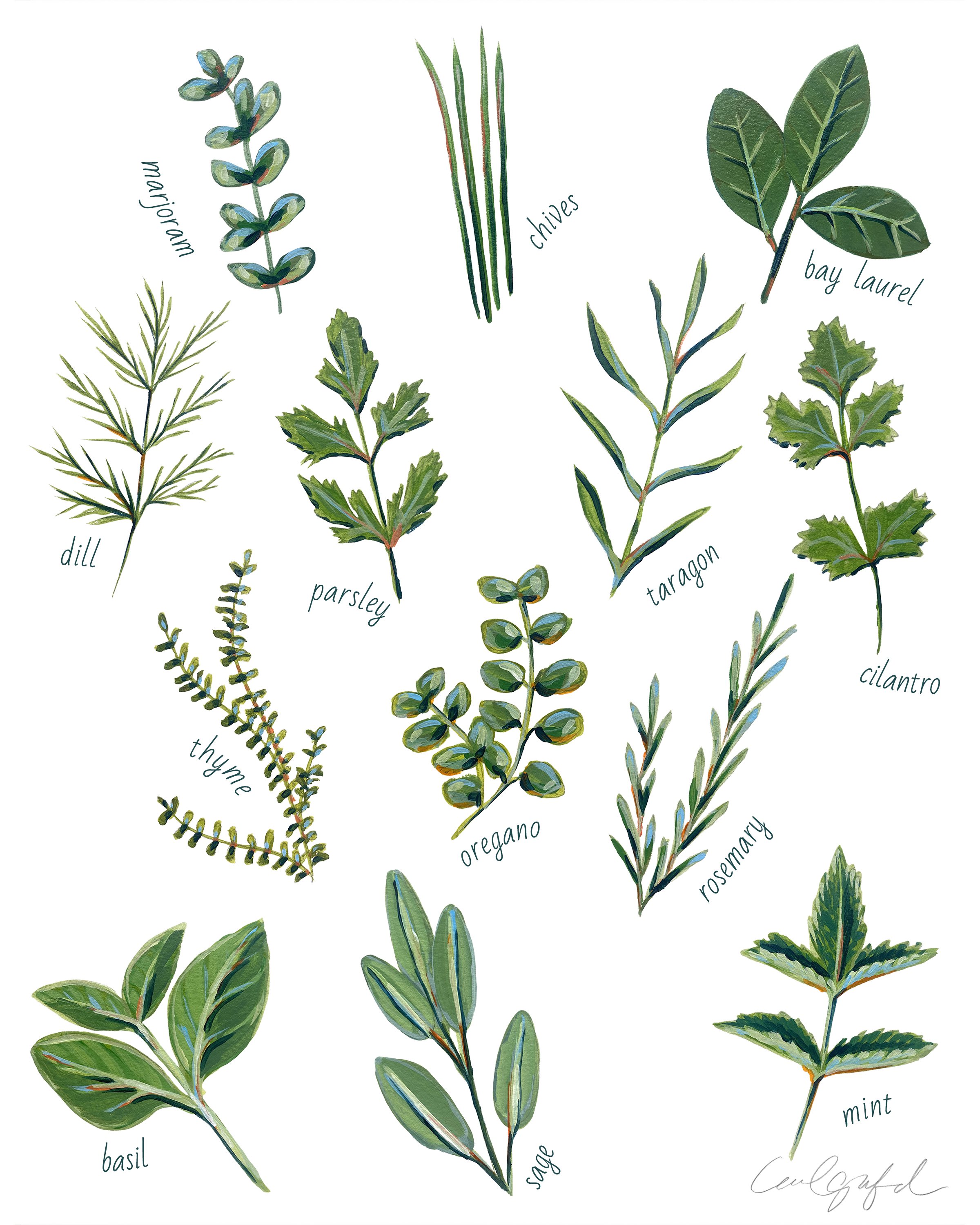 herbs 8x10 copy.jpg