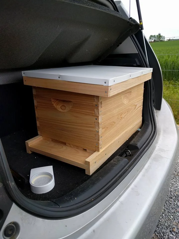 first hive.jpg