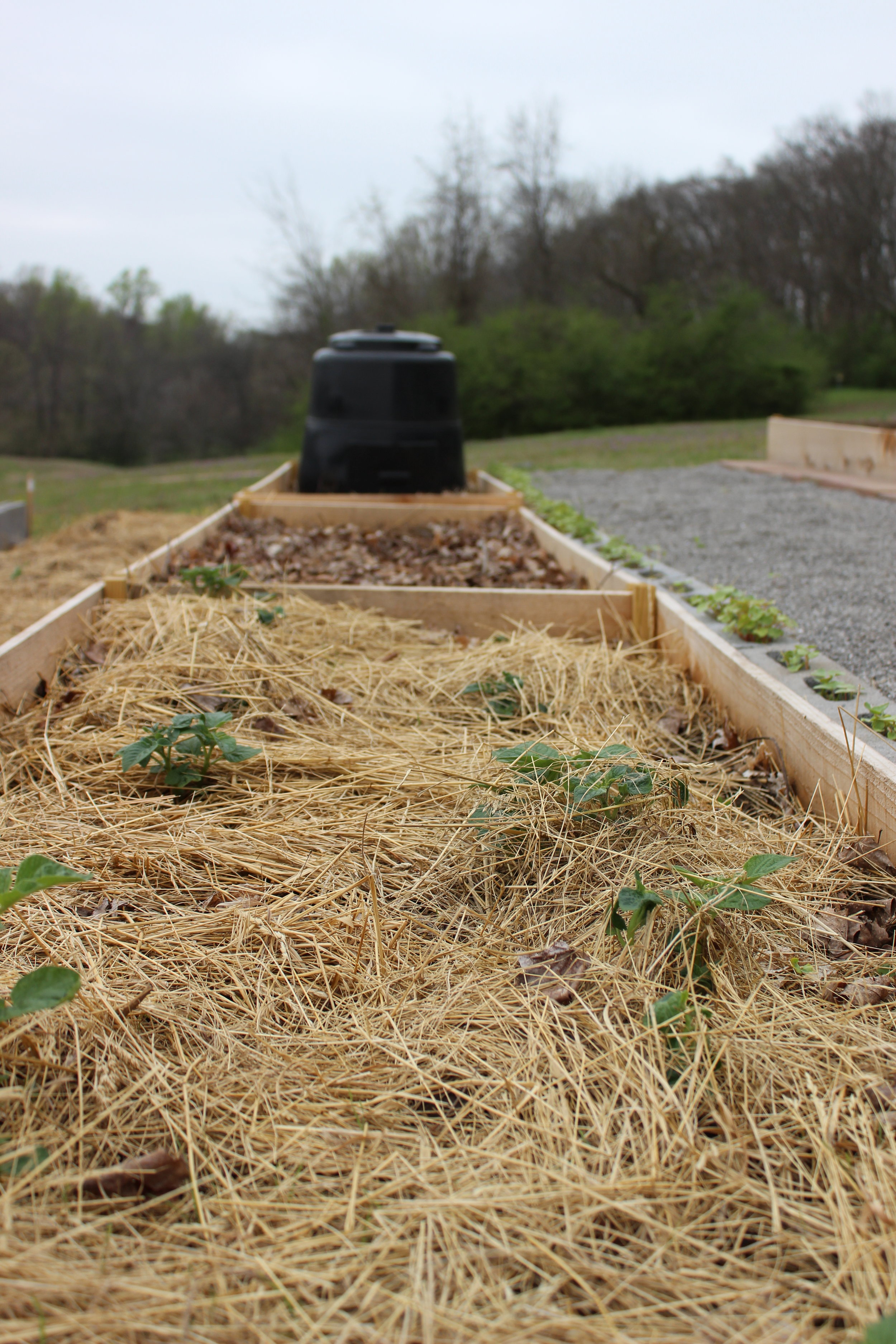  Students wasted no time planting in potatoes! 