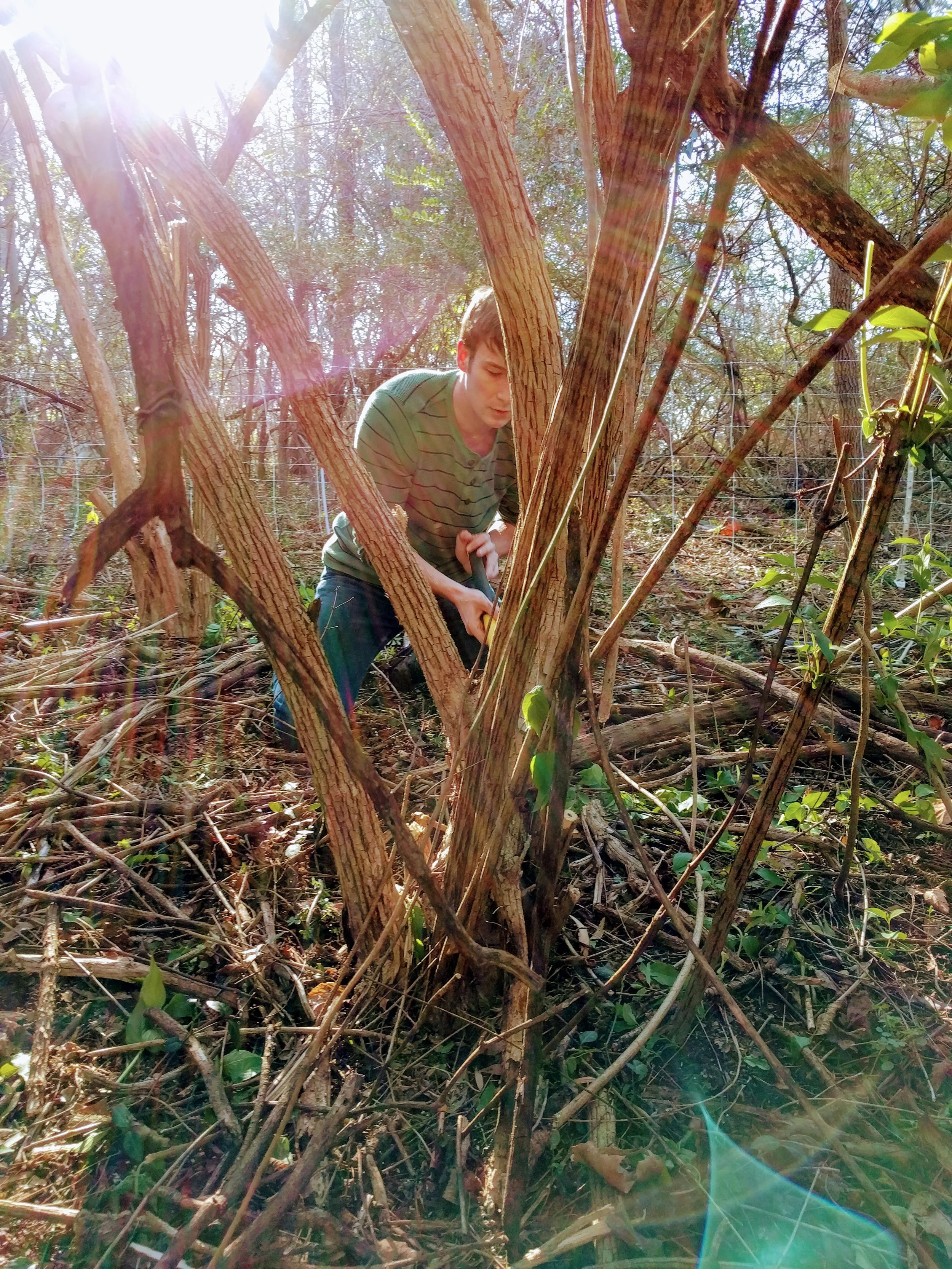 The removal of invasive non-native flora is paramount to the survival of our forests.