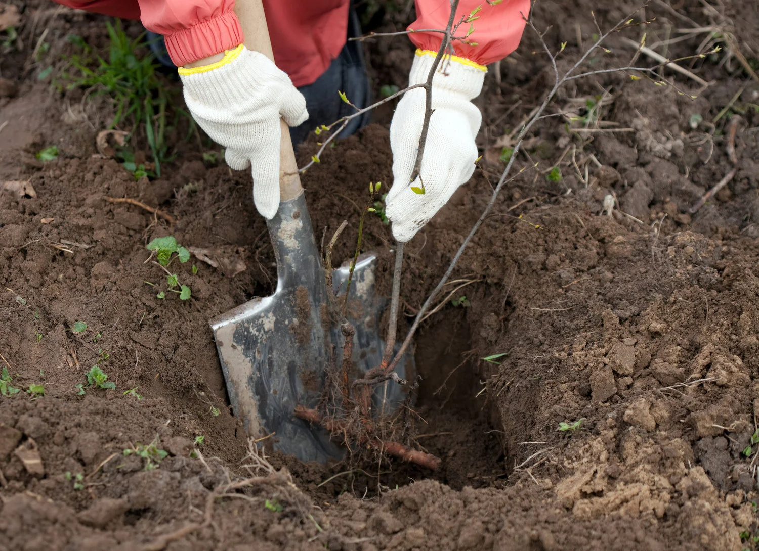 250K Tree Day! Distribution Event - Pick up your trees at GROW!