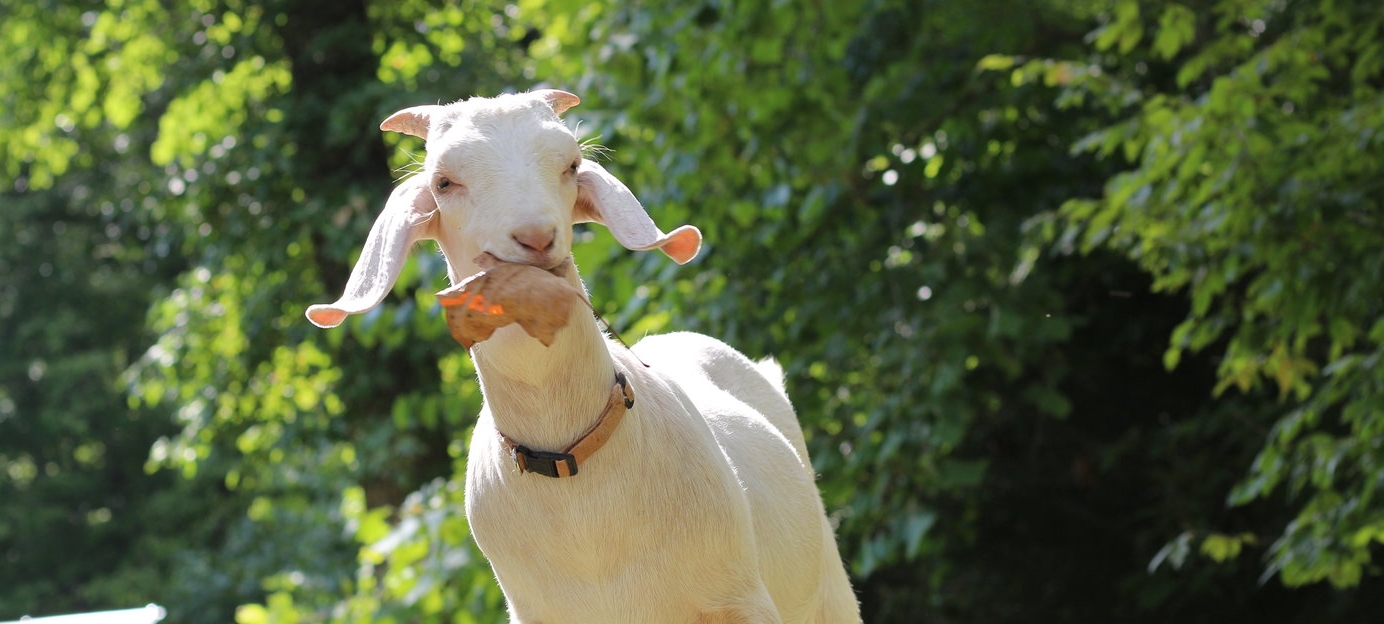 oak-the-goat.jpeg