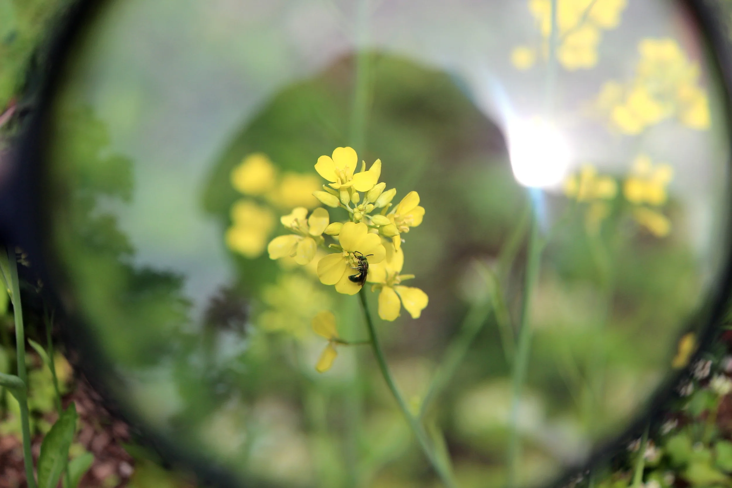 Project Tour - Cheekwood Docent Volunteers