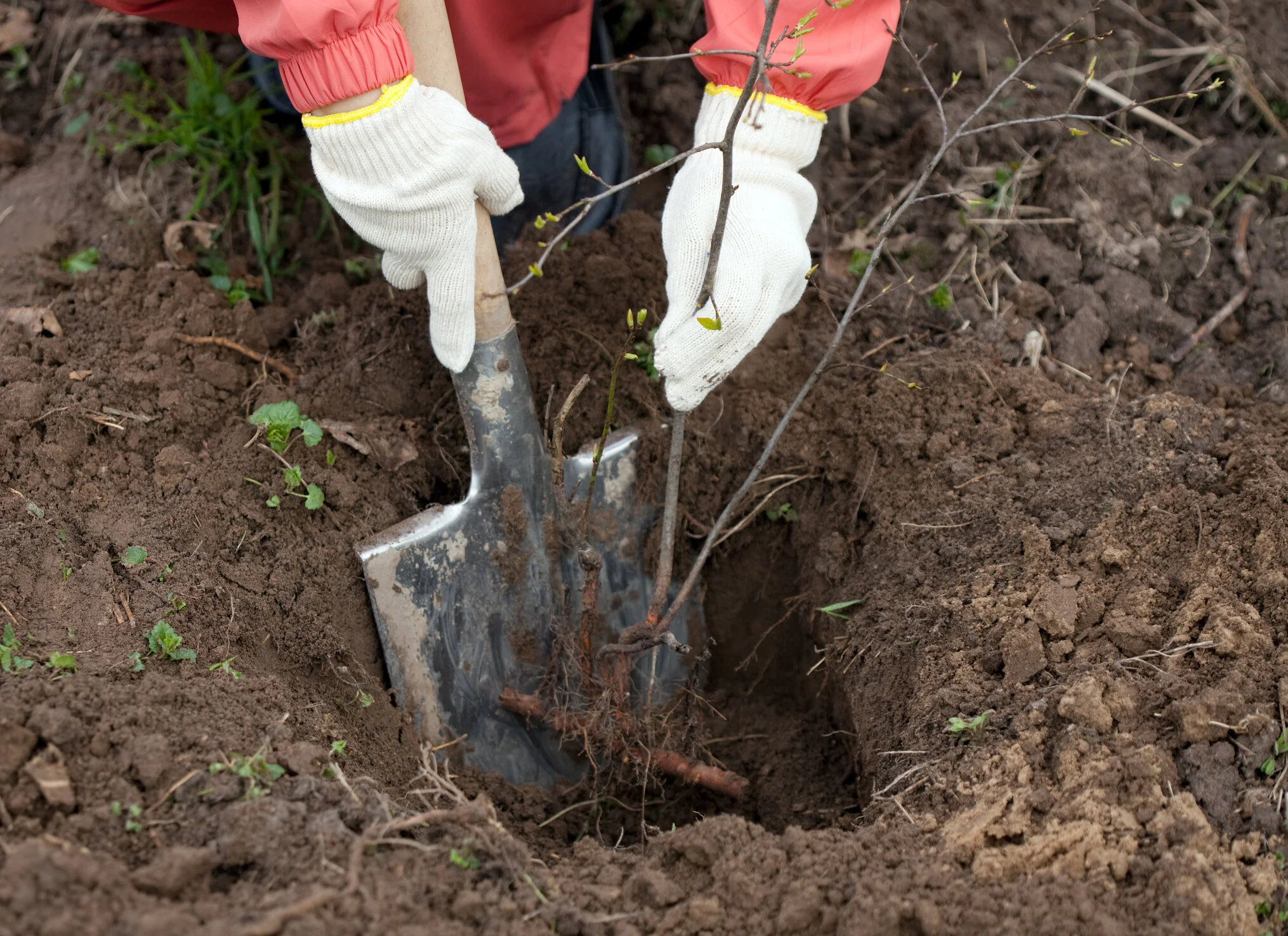 Volunteer Opportunity - Spring Gardening