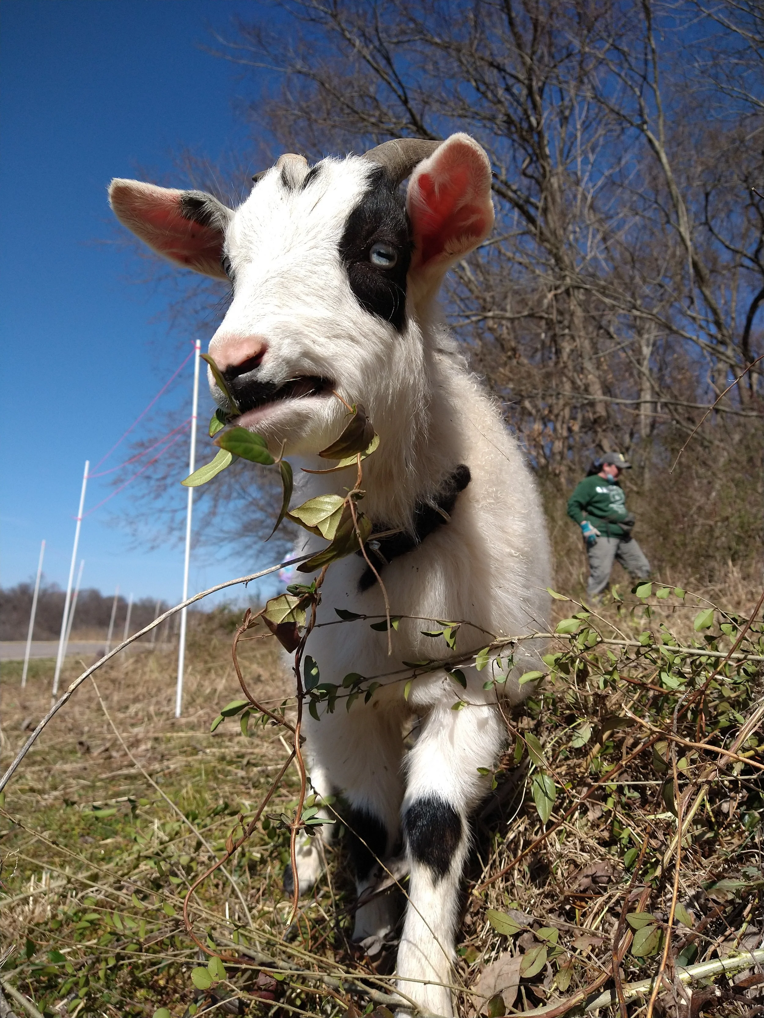 Weed Wrangle at Two Rivers Regional Park
