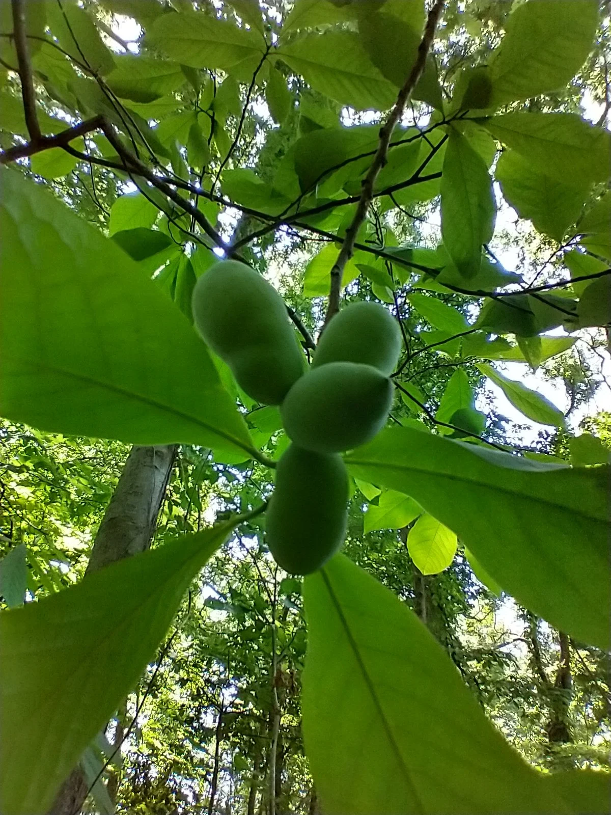 PawPaw Baiting Workshop