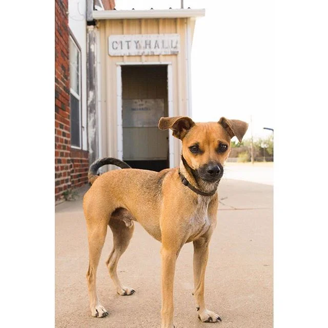 I think it's clear who runs this town.
-
Found this cute little guy when I stopped in a tiny town to take some pictures on the way from Lubbock to Dallas. He stopped and posed for me, and I didn't even realize how great the framing was until later!
-
