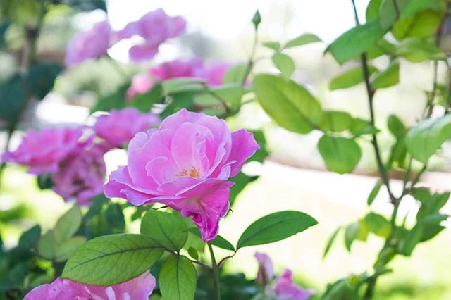 That color!😍💜🌸 #flower #flowerstagram #pink #purple #color #colors #photography #nikon #nikonphotography #photographer #texasphotographer #txphotographer #nikond5300 #texas #igtexas #visittexas #fortdavis #westtexas