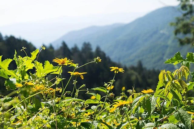 Take me back to Tennessee...😍🏔