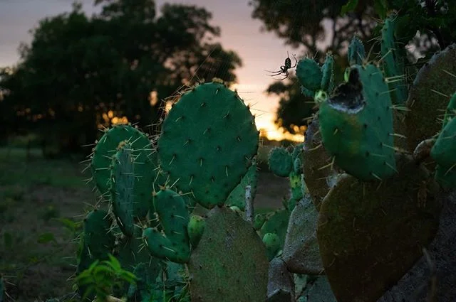 Sometimes a grove of cacti catches your eye as you're driving along a country road and you have no choice but to stop and photograph it...