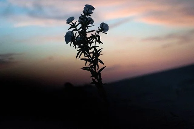Desert Rose