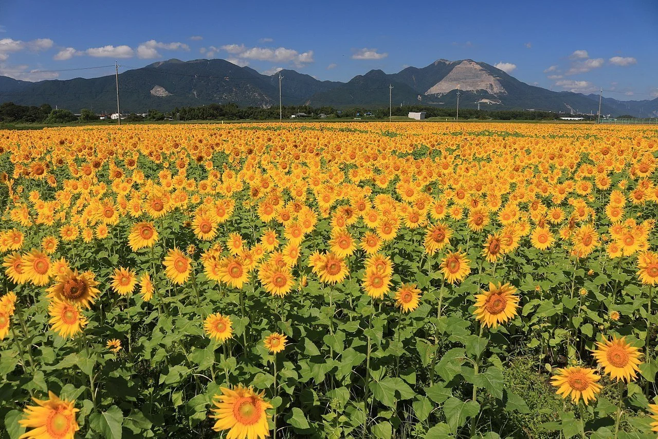 1280px-Mount_Ryu_and_Mount_Fujiwara_with_Sunflower_field.jpg