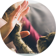 cat and high five circle cropped.png