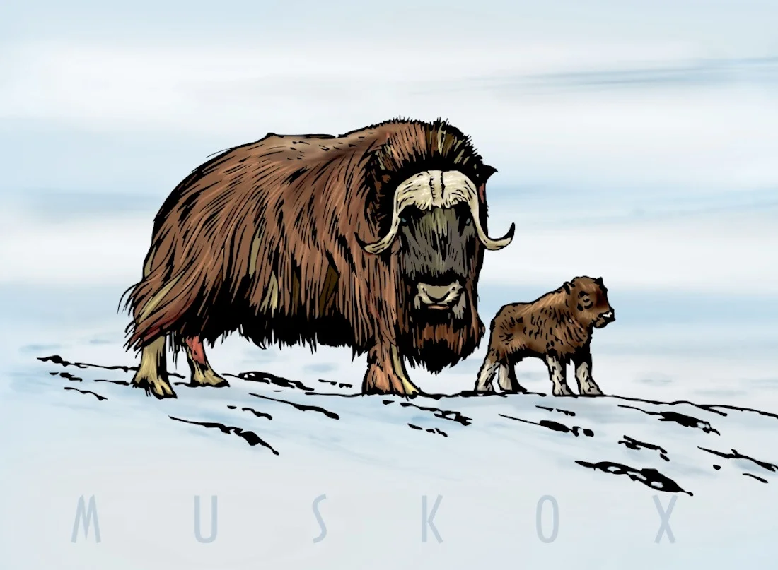 Muskox and calf.jpg