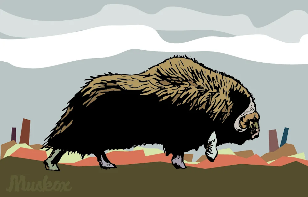Muskox.jpg