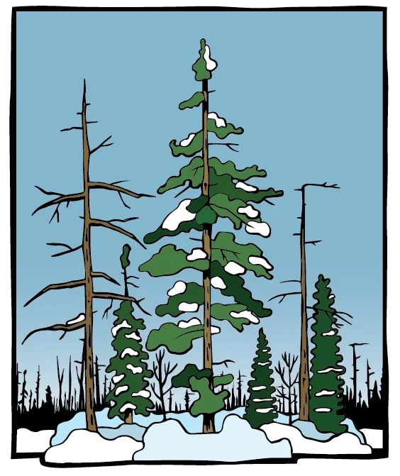 In the Woods.jpg