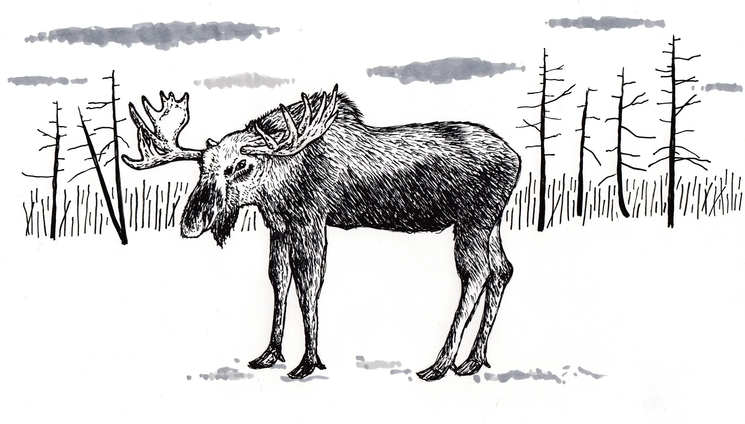 Moose in field.jpg