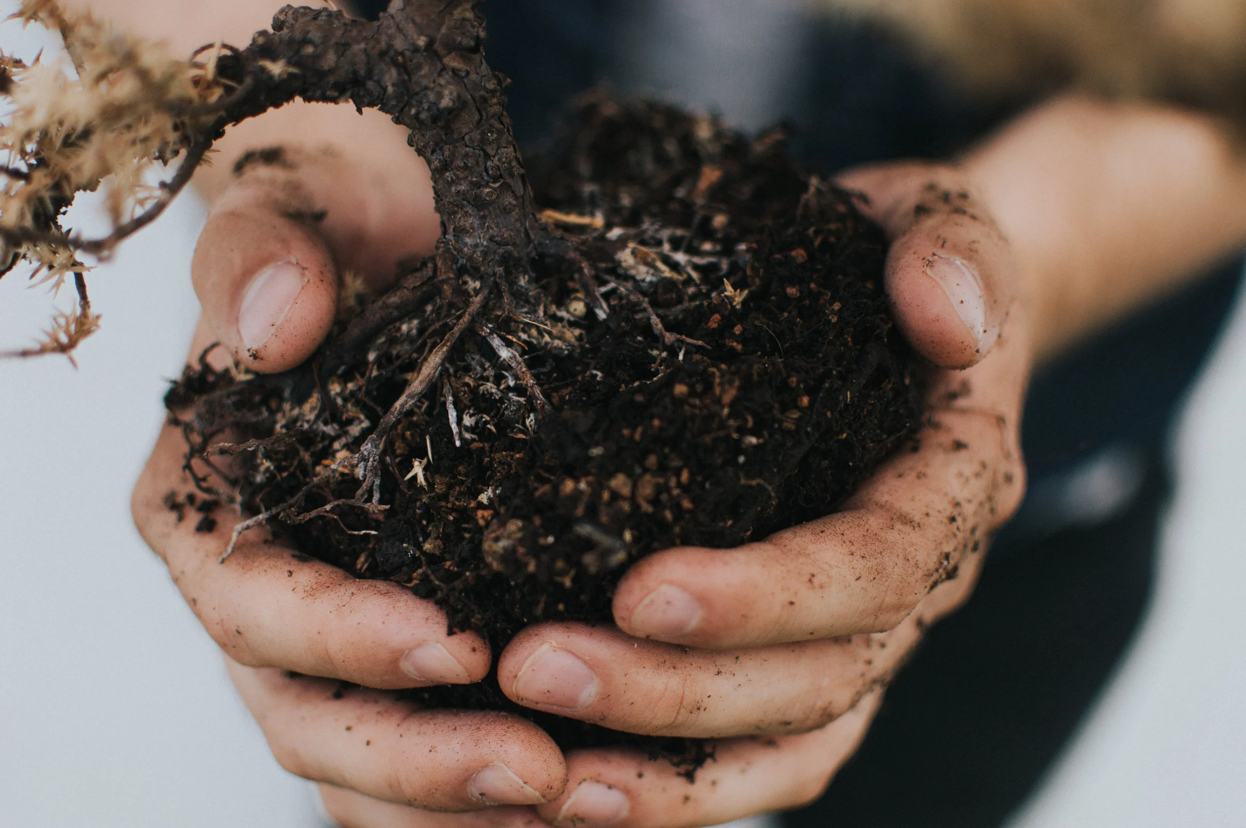 " For a verdant and flourishing world, ripe with wholeness and peace for all peoples "
