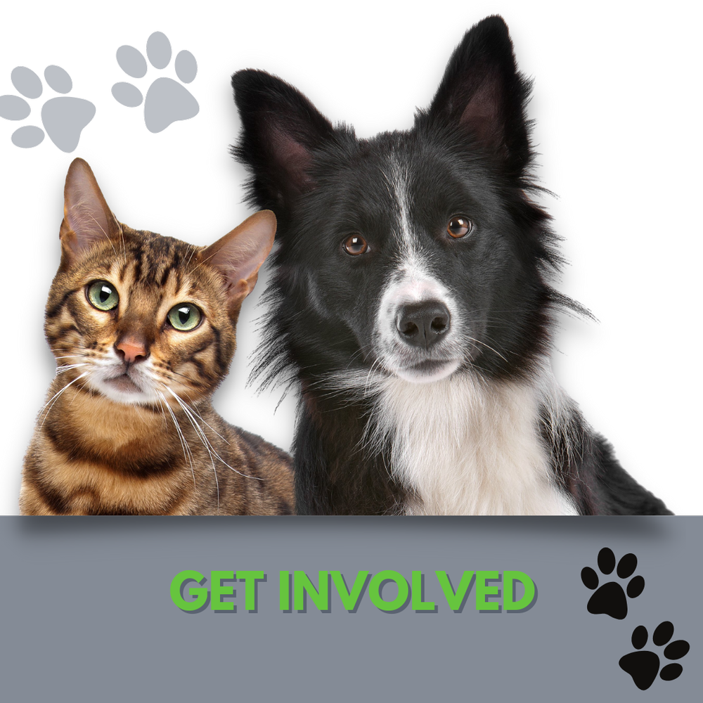 Page Animal Adoption Agency Page Animal Adoption Agency