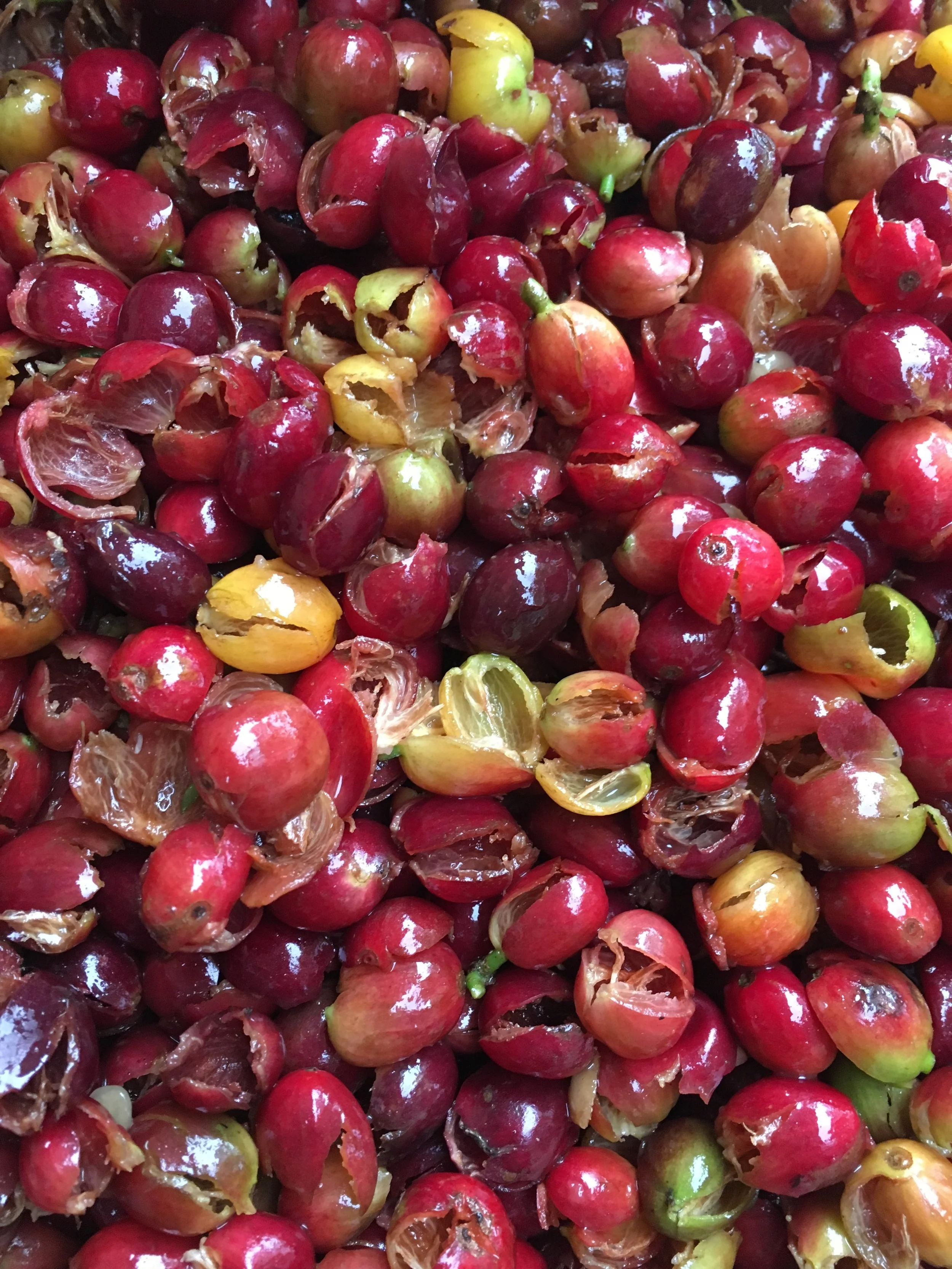 Coffee Sheds Its Skin