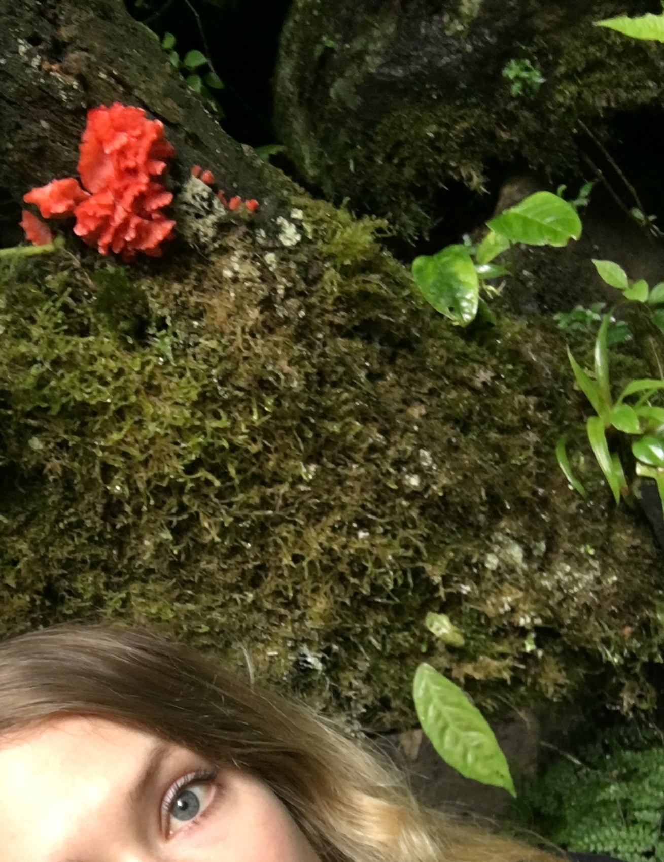 The Premier Fungus Among Us