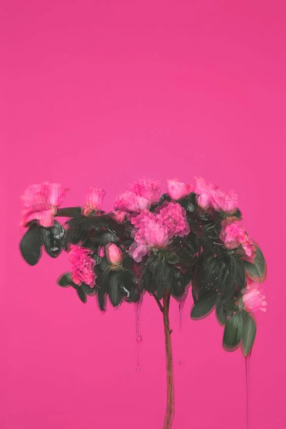 Image via Pinterest