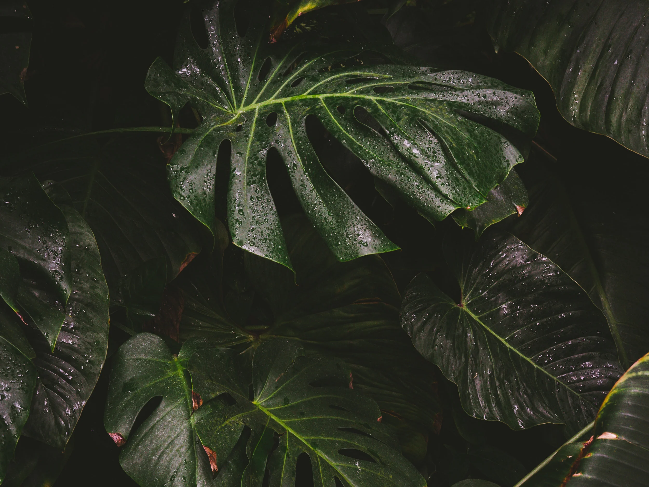 johannes-hofmann-536086-unsplash.jpg