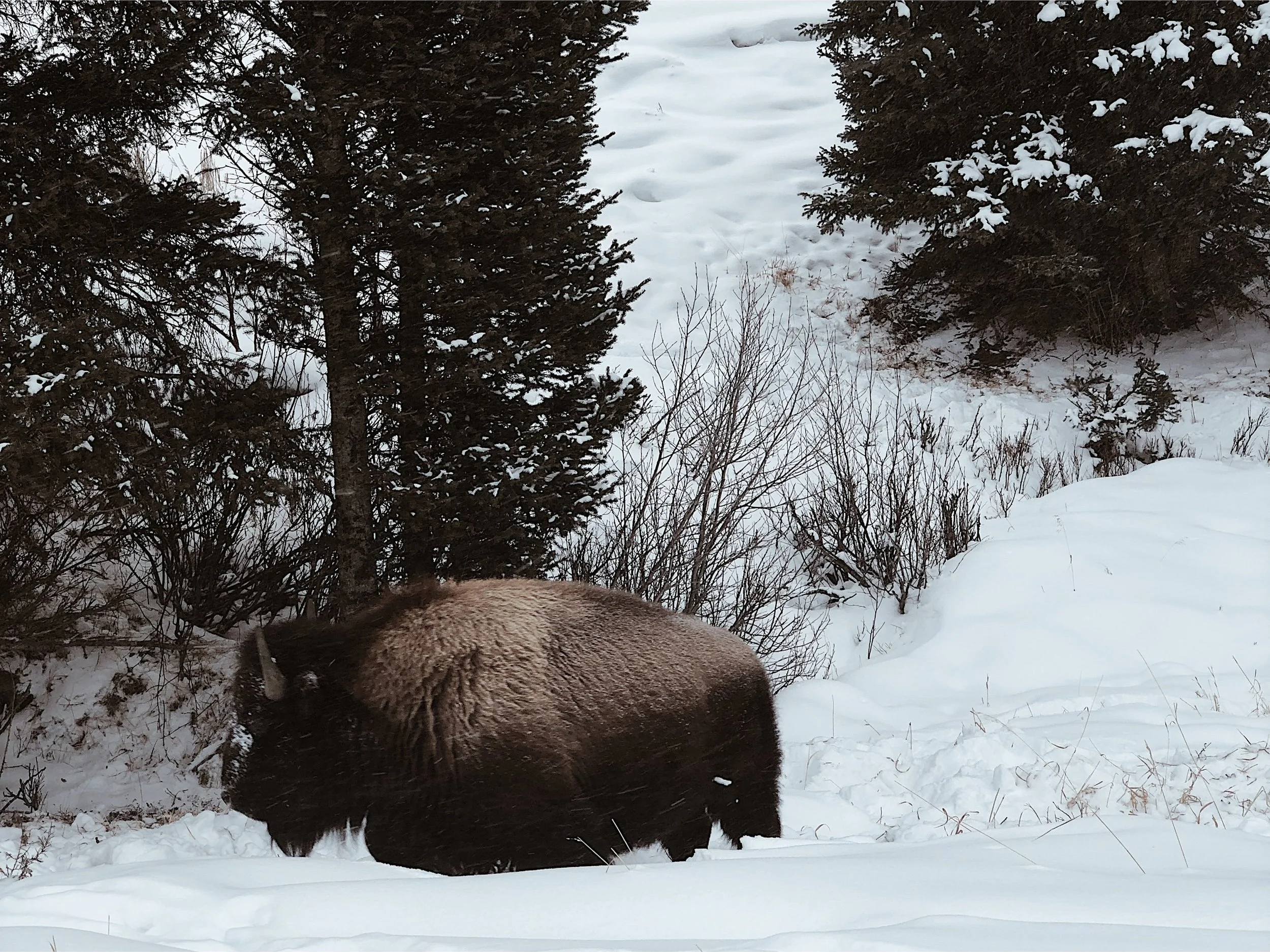 yellowstone_bison.jpg