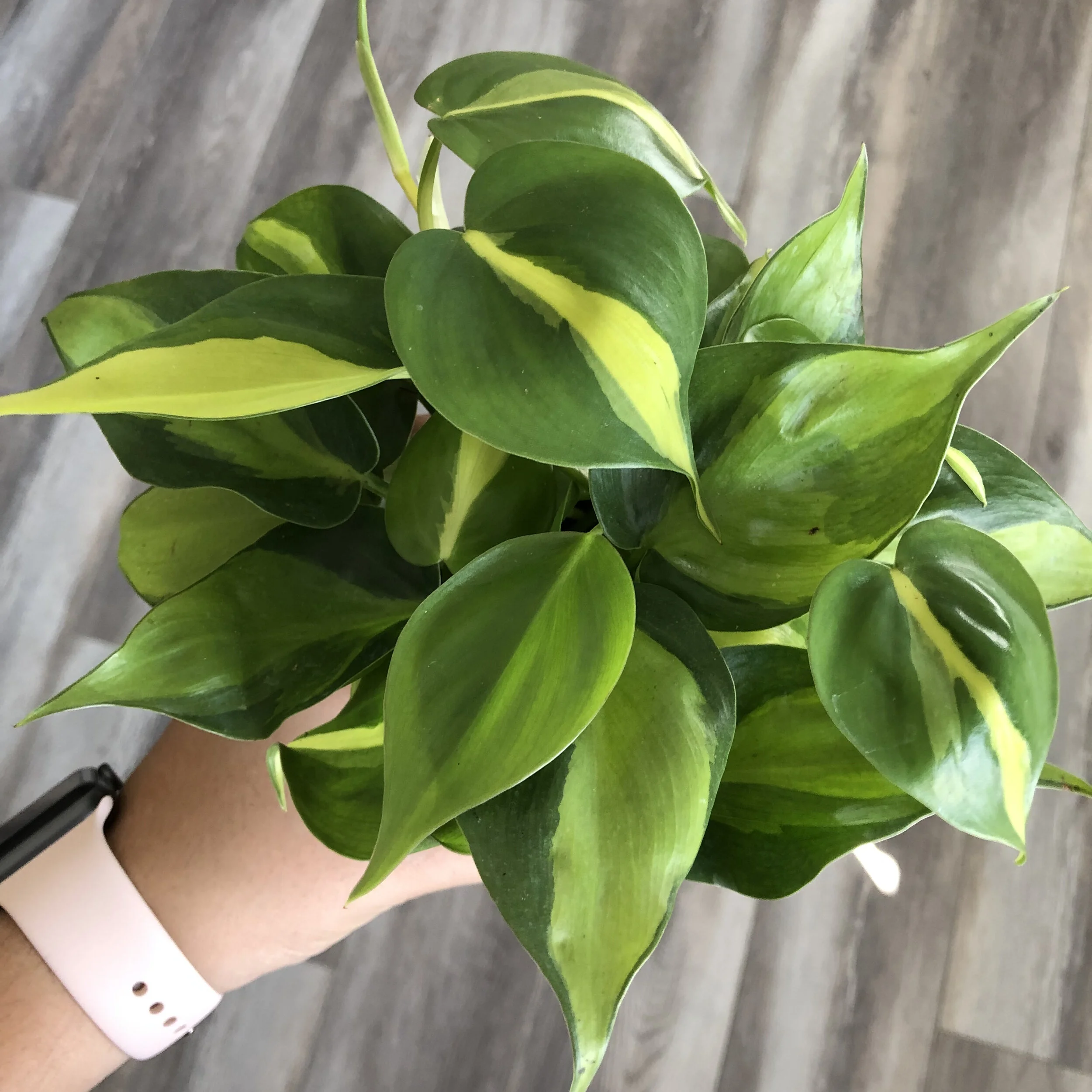 Beginner's Guide To Plant Parenthood