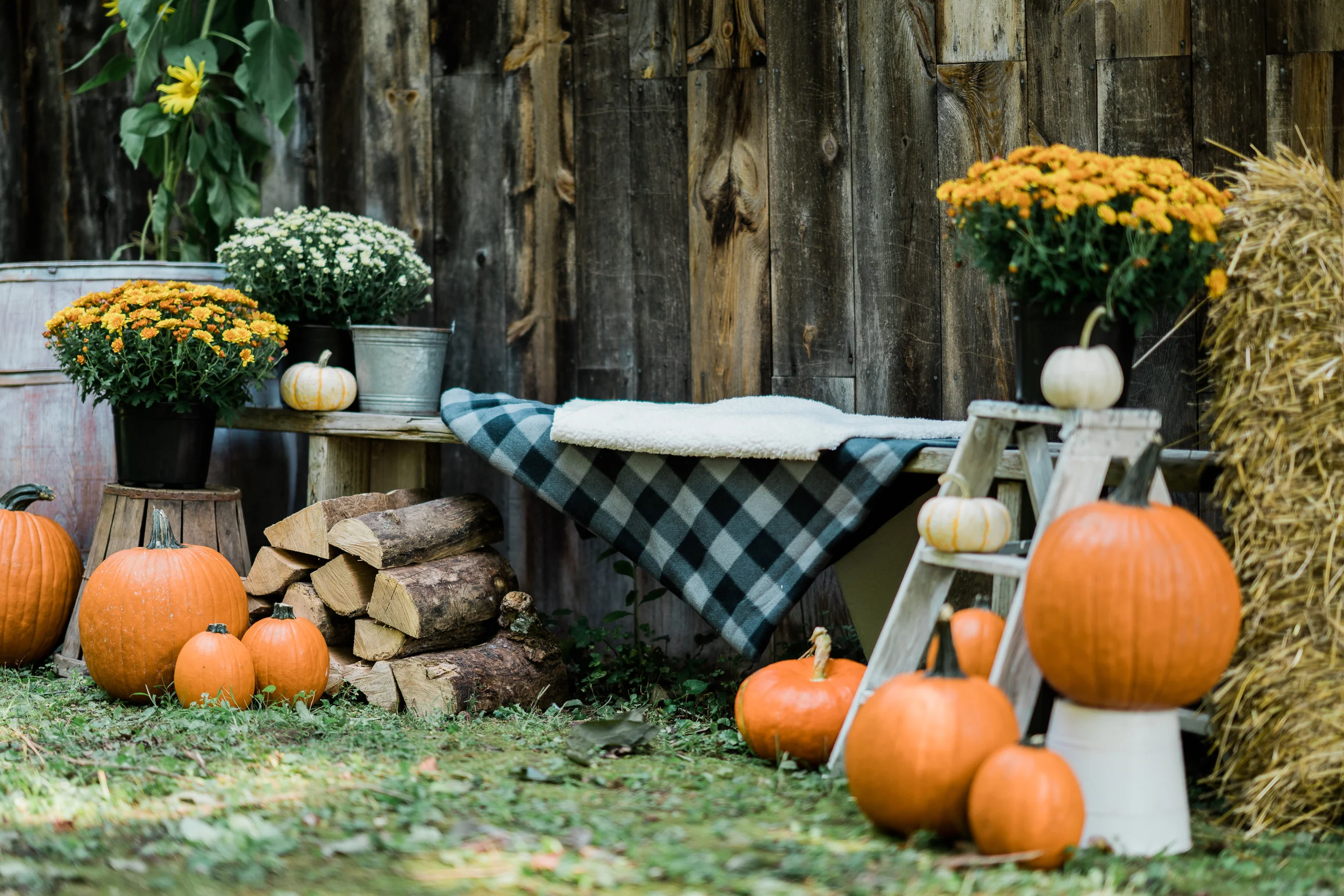 Fall Mini Sessions