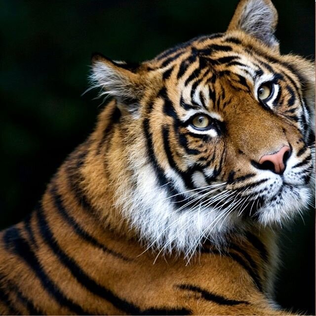 Rooooar! It's the weekend! I'll be relaxing on my porch 🐯 How about you?

#tigerweb #amherstma #socialmedia #marketing #collectivegenius #tigerstripes #happyweekend