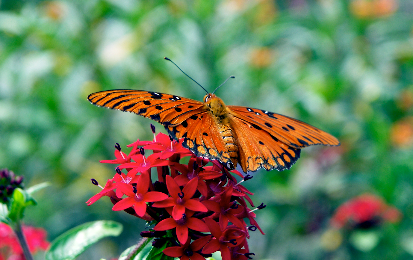 Butterfly.png