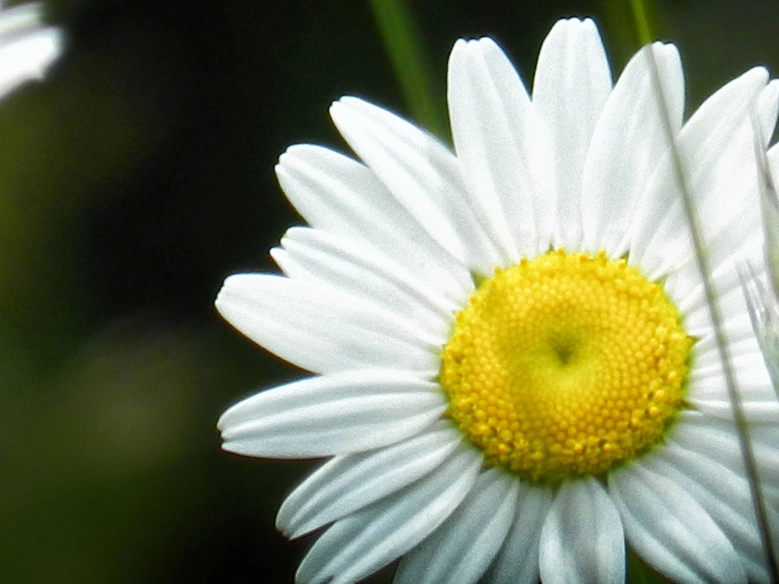daisy.jpg